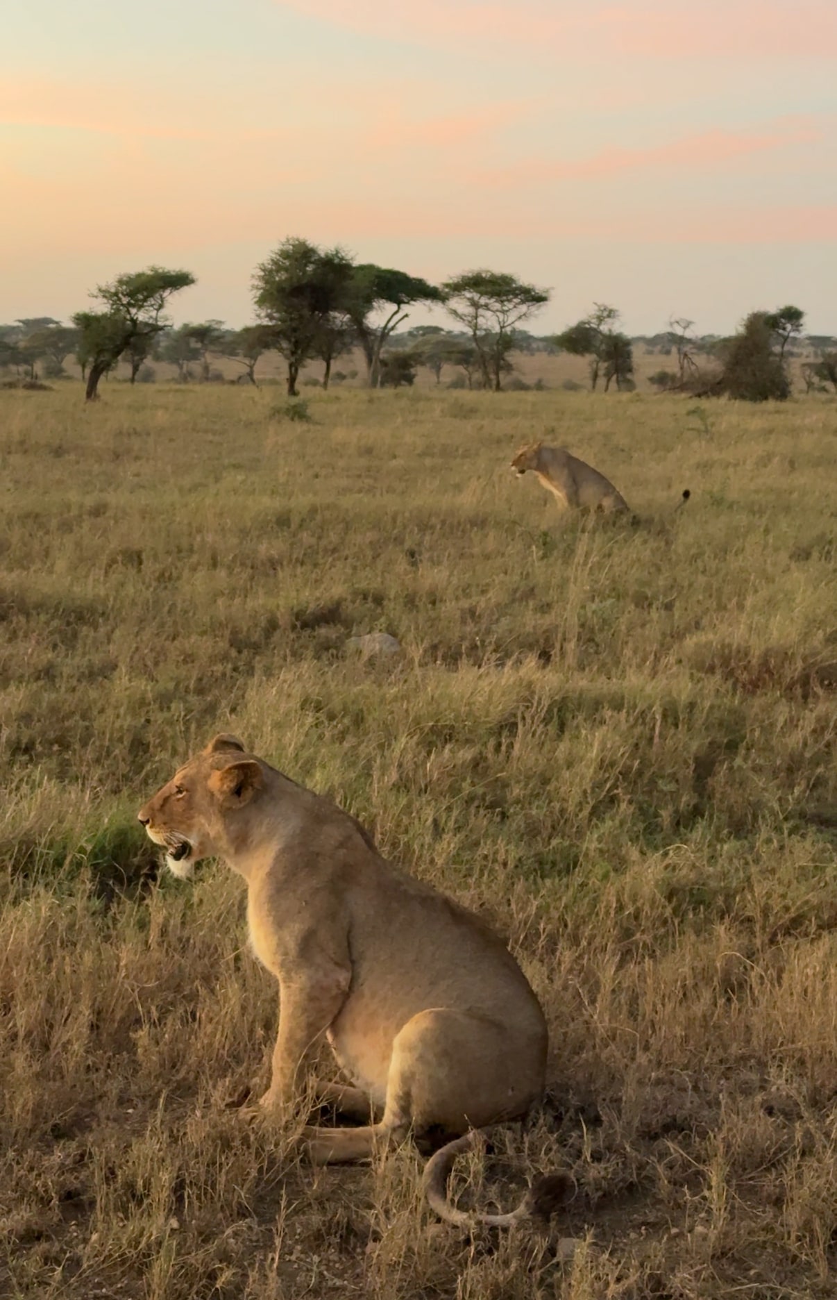 Organizzare un viaggio in Tanzania safari